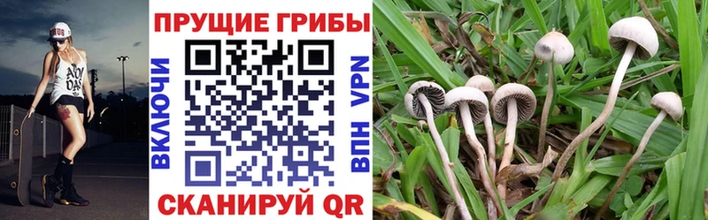 Псилоцибиновые грибы мицелий  Бор 