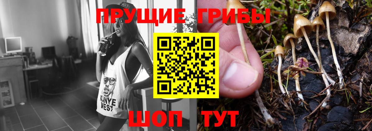 Псилоцибиновые грибы GOLDEN TEACHER Бор
